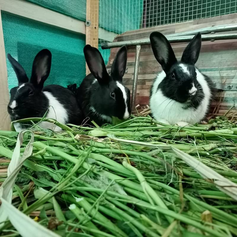 (For Total 6 Rabbits) 1 Pair White Rabbit/ Red Eyes and 2 Pairs B&W. 17