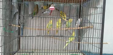 Australian Parrots Patthay For Sell 0