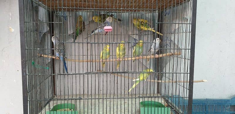 Australian Parrots Patthay For Sell 1