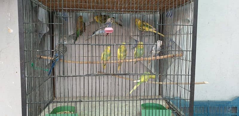 Australian Parrots Patthay For Sell 2