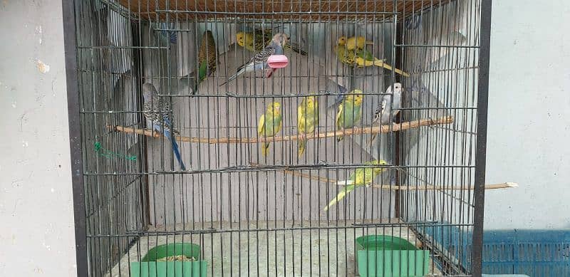 Australian Parrots Patthay For Sell 3