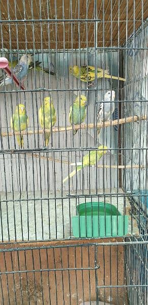Australian Parrots Patthay For Sell 4