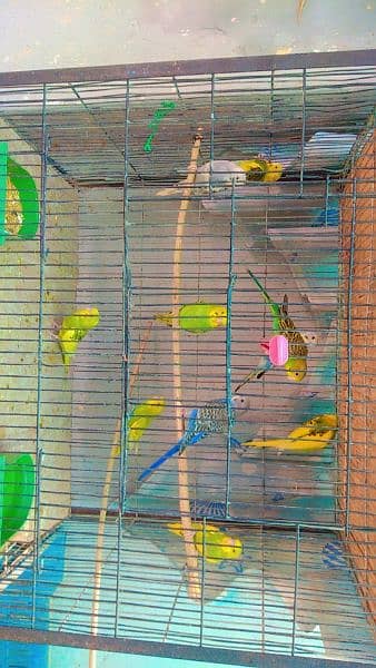 Australian Parrots Patthay For Sell 5