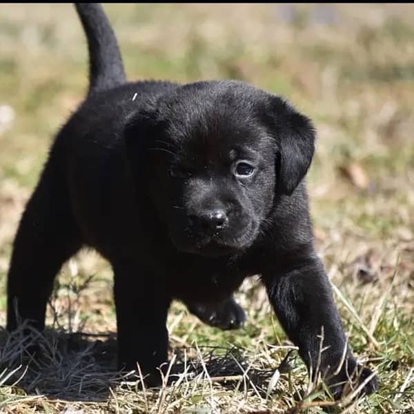 Labrador female puppy 2