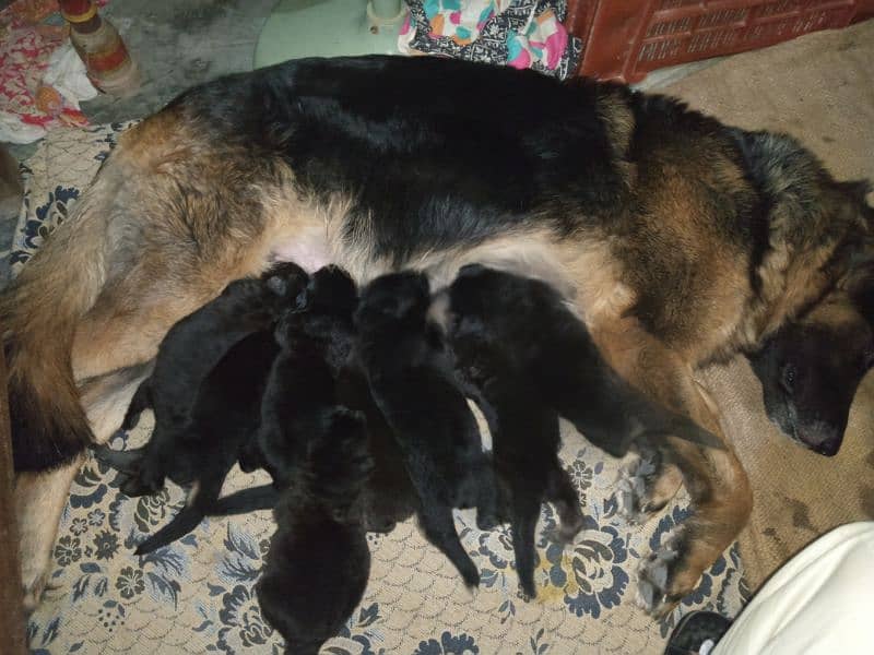 Long coat puppies for sale 2