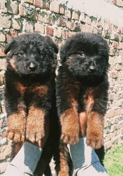 German Shepherd / GSD pair