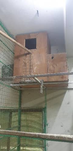 macaw breeding box