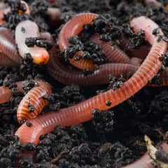 Worms and vermicompost organic fertilizer