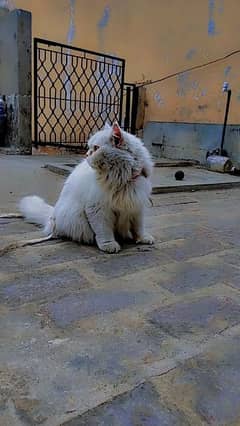 Persian cat VIP