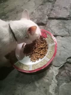 Pure white breeder persion cat 0
