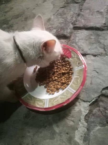 Pure white breeder persion cat 0