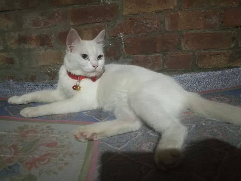 Pure white breeder persion cat 1