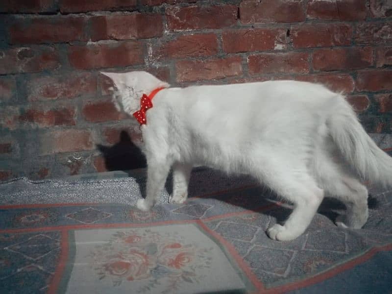 Pure white breeder persion cat 2