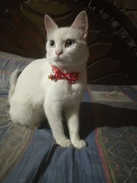 Pure white breeder persion cat 3