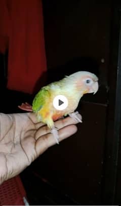 Pianapple conure one time feed chik