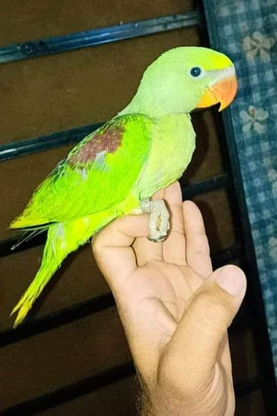 Pianapple conure one time feed chik 1