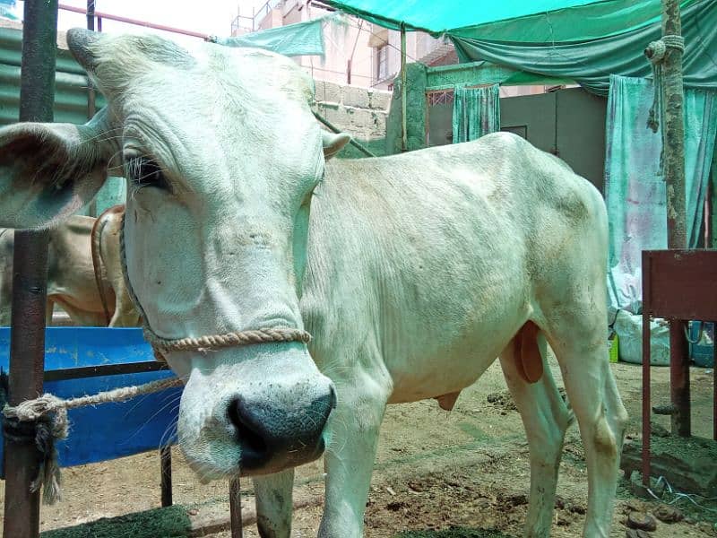 Beautiful cow for Qurbani 8