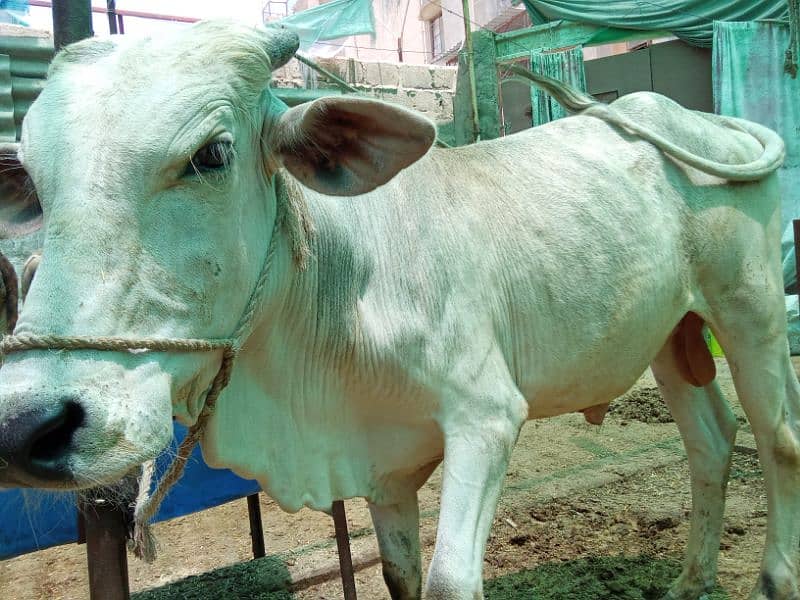 Beautiful cow for Qurbani 15