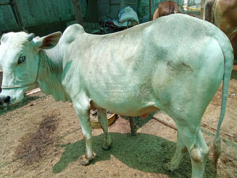 Beautiful cow for Qurbani 16
