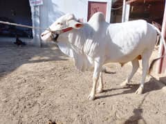 Bachra for sale 2 dant fully vaccinated