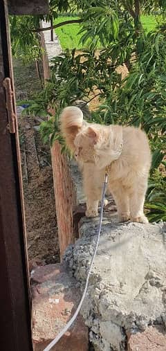 Ginger Persian breeder Male for sale.