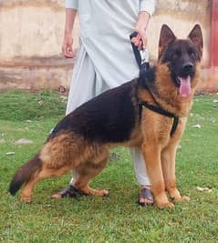 show quality double coat German shepherd male for sale