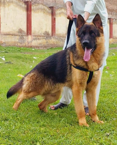 show quality double coat German shepherd male for sale 1