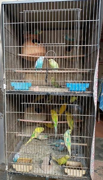 Cage And Complete Budgie Birds 0