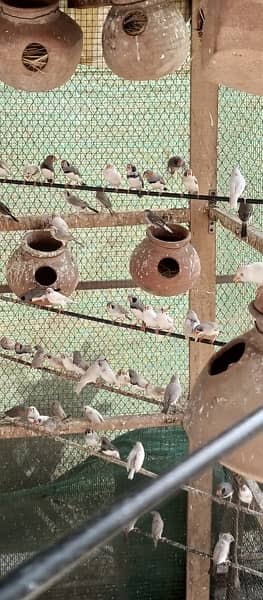 finch mutations breeding colony 7