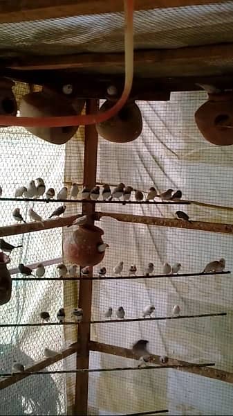 finch mutations breeding colony 13
