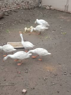 High neck White Ducks