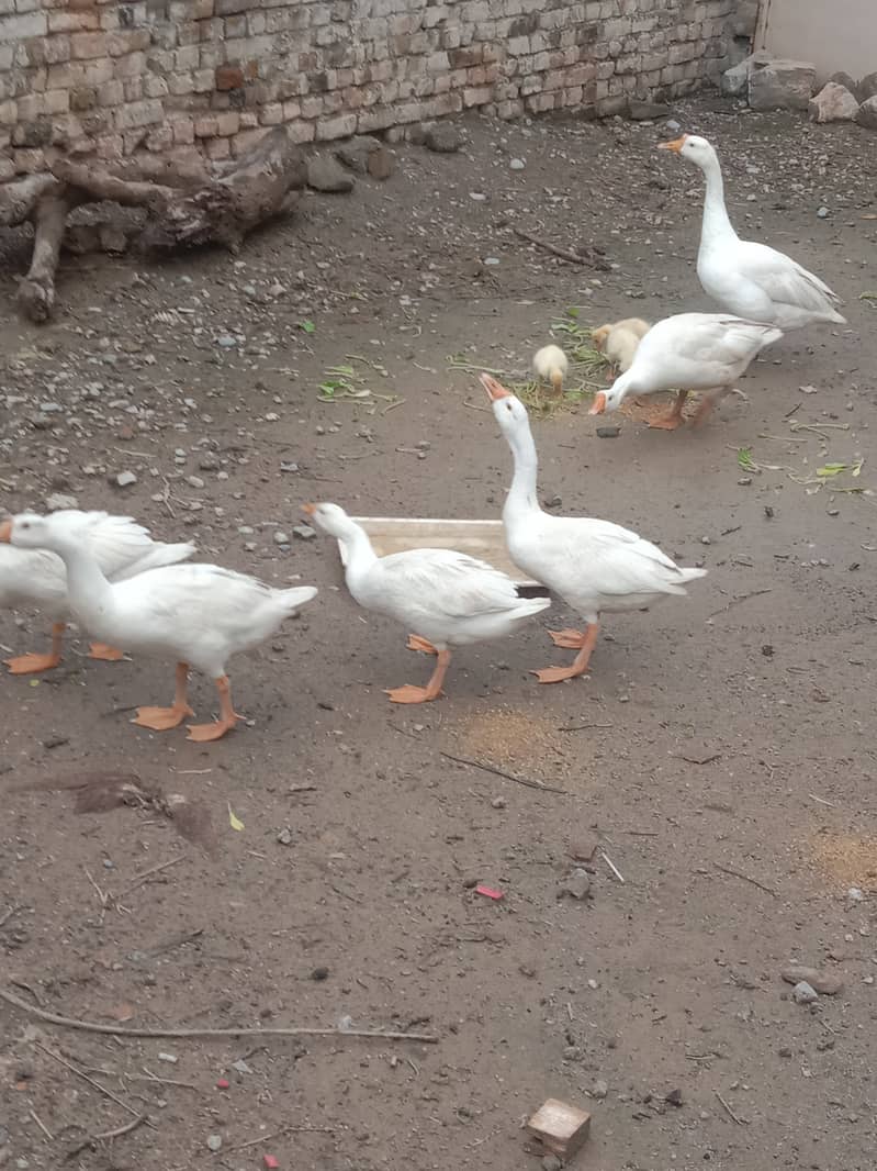 High neck White Ducks 1