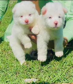 Russian puppies show quality pair long coat for sale cargo available 0