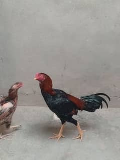 Rooster Hen Pair