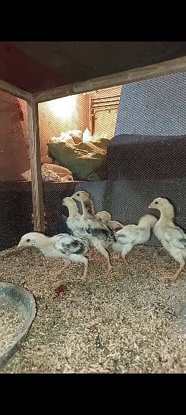 Shaamoo breeder pair and chicks  available 0