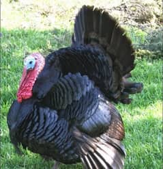 Turkey chicks 0
