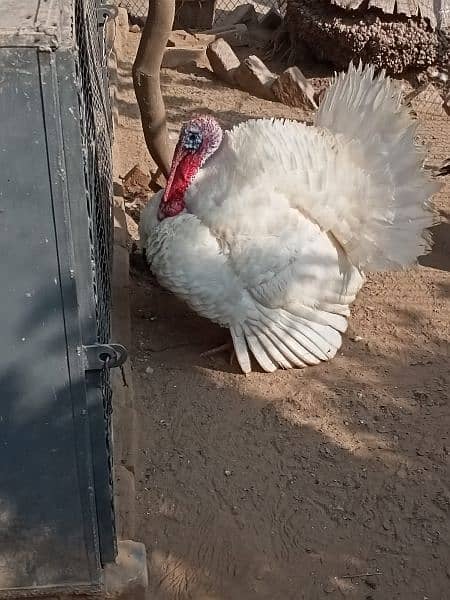Turkey chicks 2
