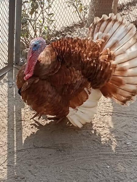 Turkey chicks 4