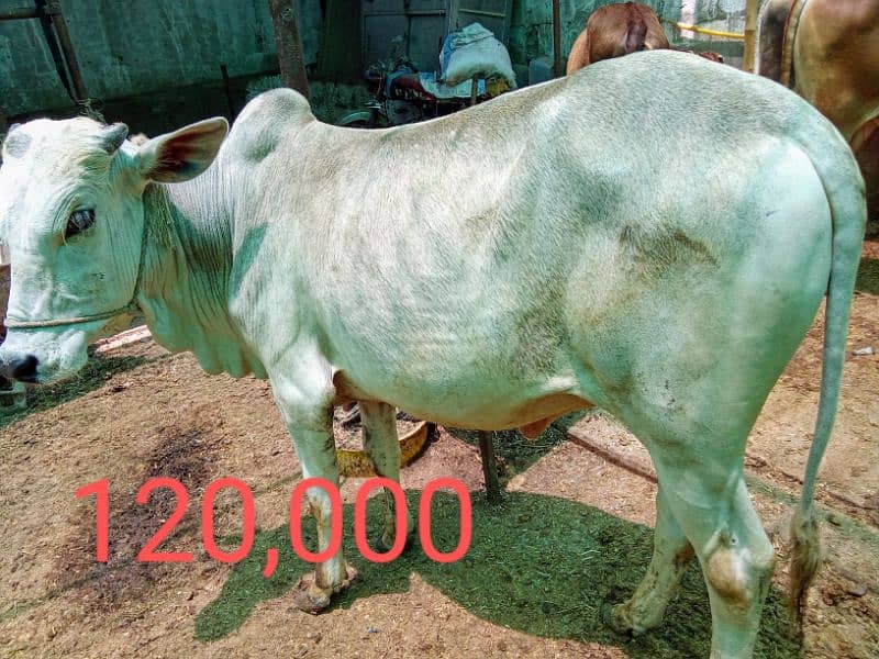 Beautiful cow for Qurbani 19