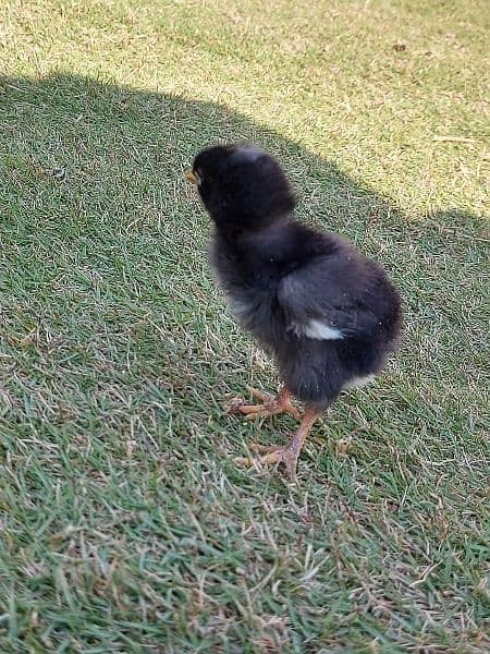Plymouth rock heritage f1 breed chicks are available 4