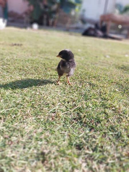 Plymouth rock heritage f1 breed chicks are available 5