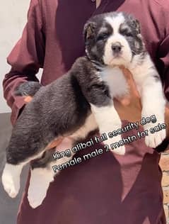 king alibai full security dog female 2 mohtn for sale