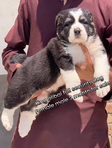 king alibai full security dog female 2 mohtn for sale 0