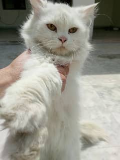 Persian White Triple Coated Pair For Sale 0