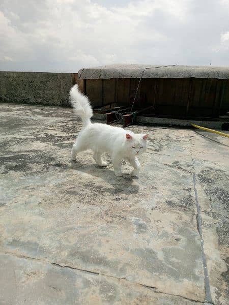 Persian White Triple Coated Pair For Sale 3