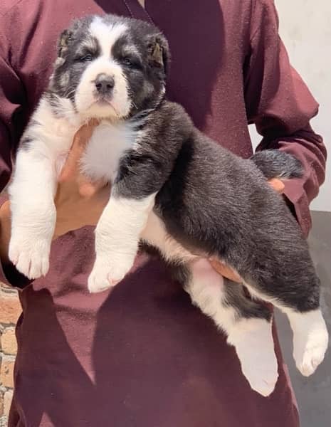 king alibai full security dog female 2 mohtn for sale 2