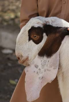 goat for sell halty and active 38kg