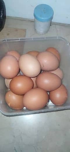lohman brown and black  fresh fertile eggs available per egg 50 Rs