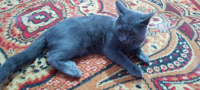 British short hair male cat well trained and very friendly 3