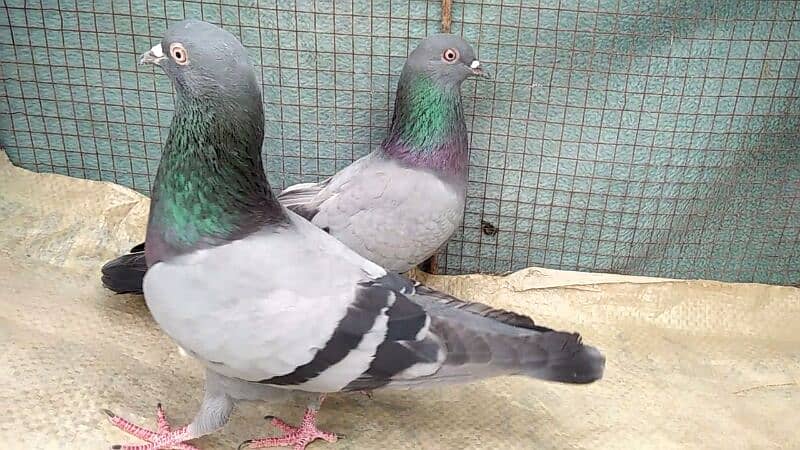 Alg Alg rate k pigeons piars   03332648435 5